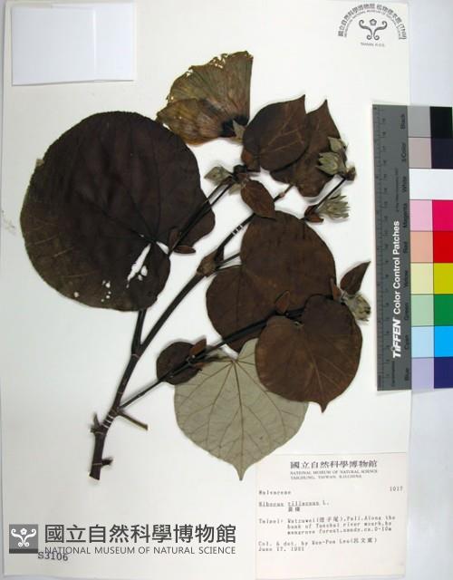 Linden Hibiscus Collection Image