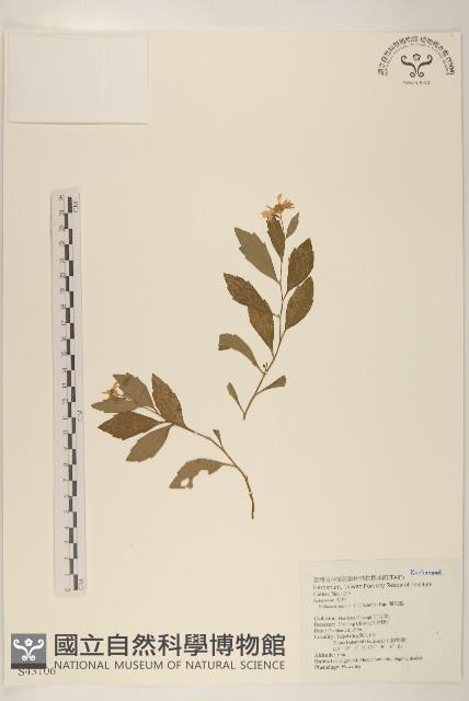 雞兒腸藏品圖，第1張