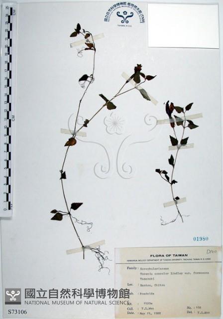 倒地蜈蚣、四角銅鑼藏品圖，第1張