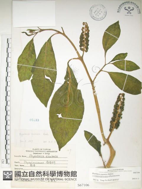 日本商陸、圓果商陸藏品圖，第1張