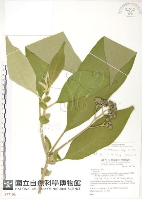 野煙樹藏品圖，第1張