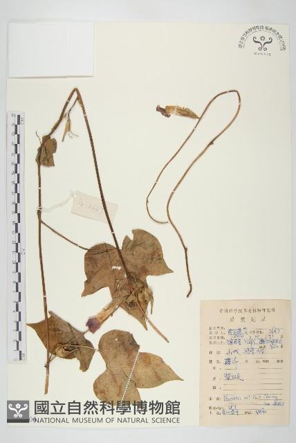 裂葉牽牛藏品圖，第1張