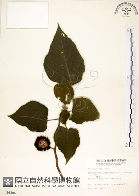 構樹藏品圖，第1張