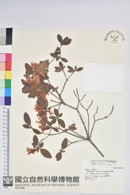 紅毛杜鵑藏品圖，第1張