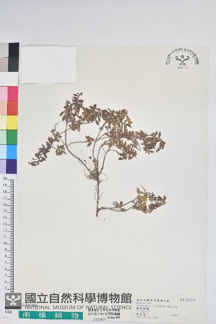 高山白珠樹藏品圖，第1張