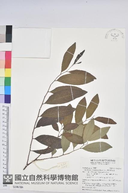 裡白饅頭果藏品圖，第1張