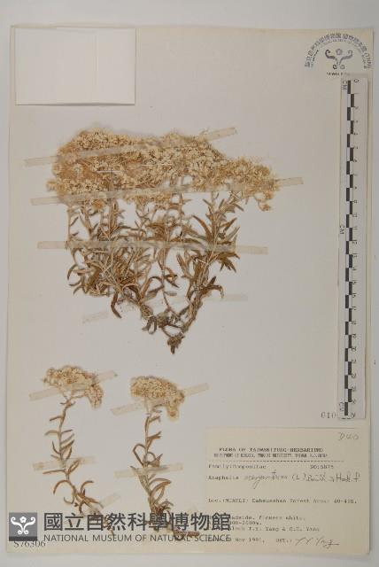 抱莖籟簫藏品圖，第1張