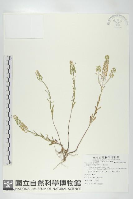 獨行菜藏品圖，第1張