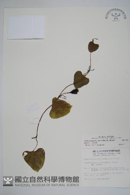 港口馬兜鈴  藏品圖，第1張