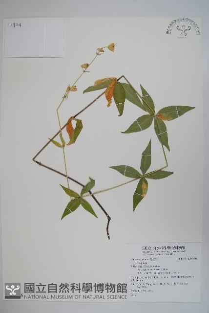 登錄號:S092306藏品圖，第1張