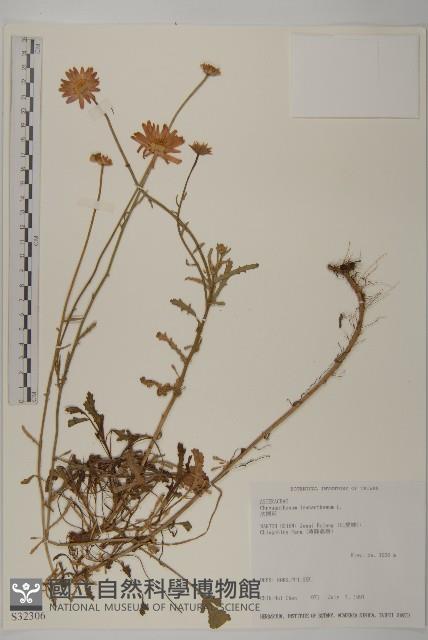 法國菊藏品圖，第1張