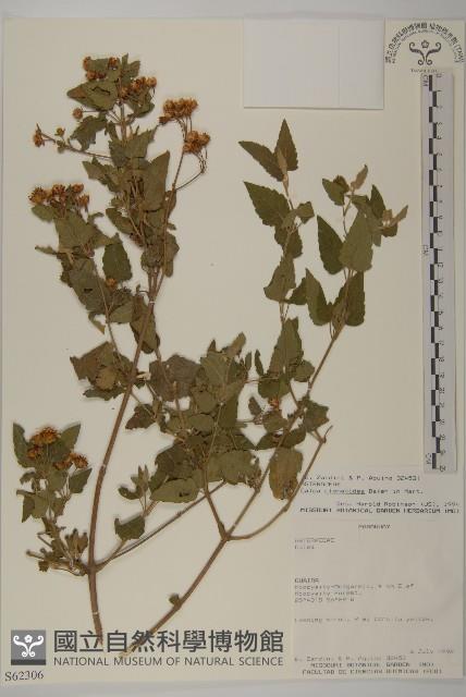 登錄號:S062306藏品圖，第1張