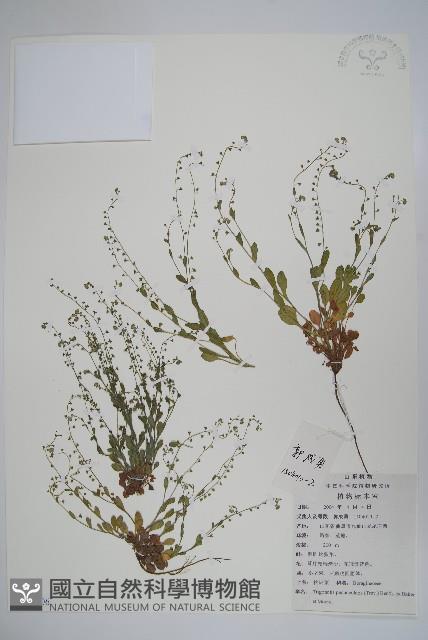 附地菜藏品圖，第1張