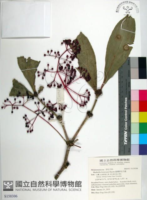 臺灣野牡丹藤藏品圖，第1張