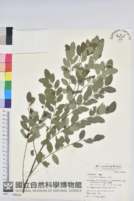 紅仔珠藏品圖，第1張