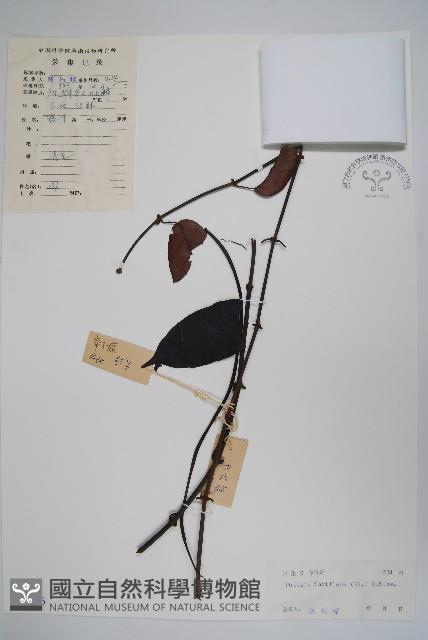 帘子藤藏品圖，第1張