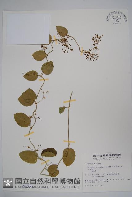 鷗蔓藏品圖，第1張