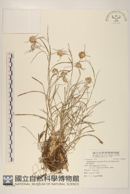 細葉鼠麴草藏品圖，第1張