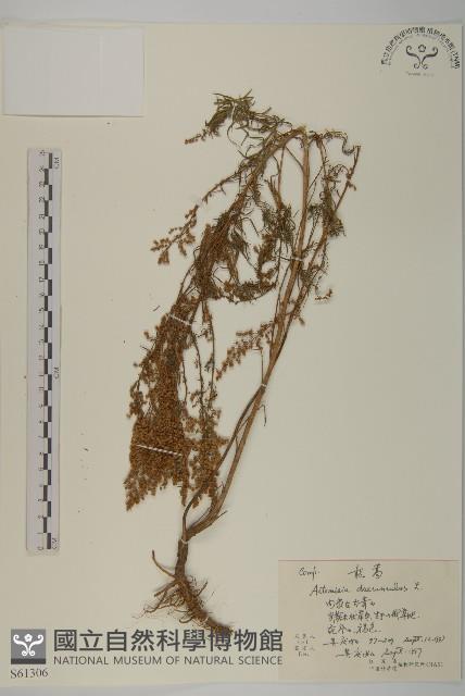 龍蒿藏品圖，第1張