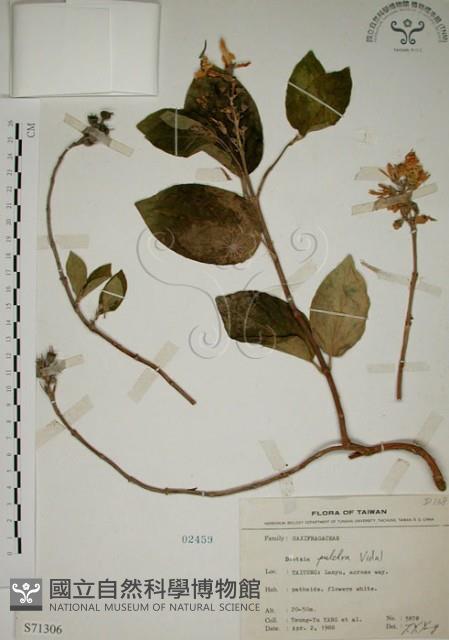 大葉溲疏藏品圖，第1張