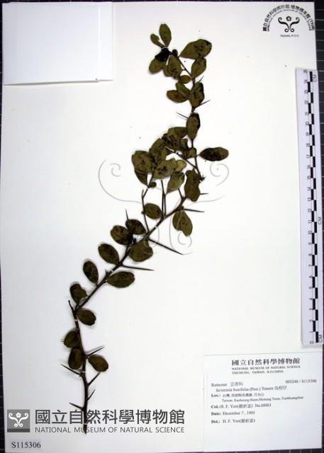 烏柑仔藏品圖，第1張