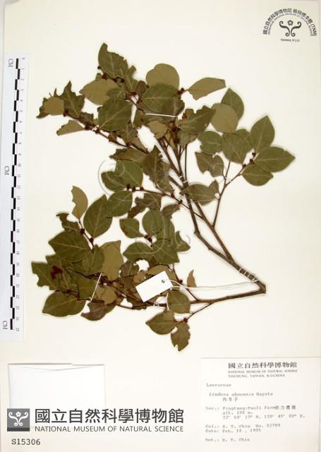 內苳子藏品圖，第1張