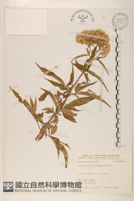 臺灣澤蘭藏品圖，第1張