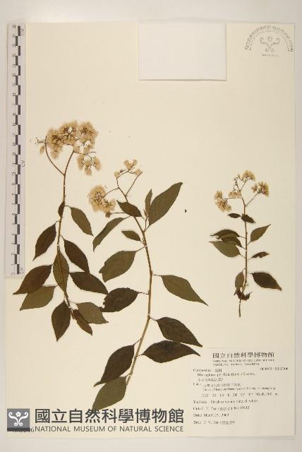 小舌菊、蔓綿菜藏品圖，第1張