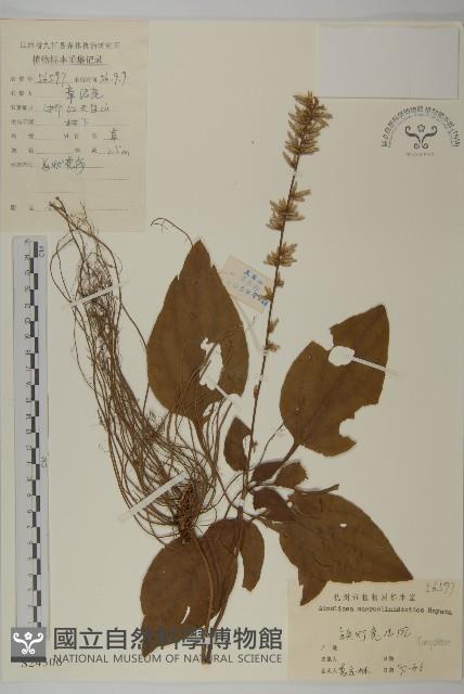 阿里山鬼督郵藏品圖，第1張