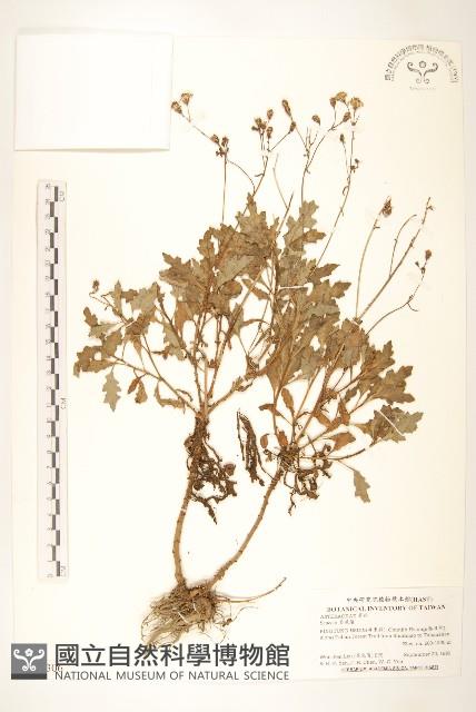 登錄號:S114306藏品圖，第1張