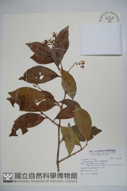 珊瑚樹藏品圖，第1張