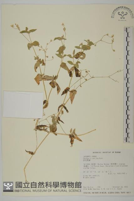 疏花繁縷藏品圖，第1張