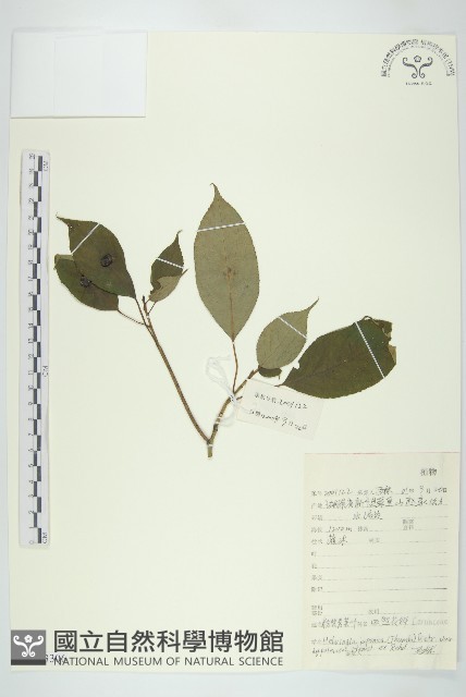 粉背青莢葉藏品圖，第1張