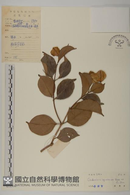 登錄號:S033306藏品圖，第1張