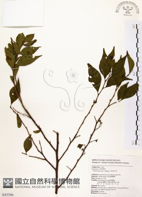 烏皮九芎、奮起湖野茉莉藏品圖，第1張