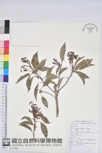 波葉櫟藏品圖，第1張