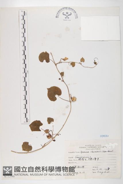 野牽牛藏品圖，第1張