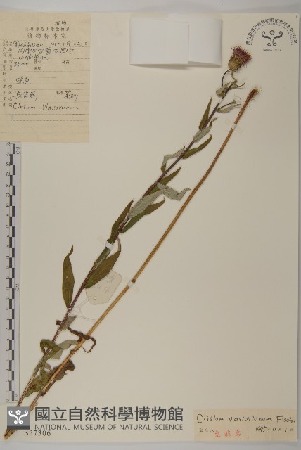 絨背薊藏品圖，第1張