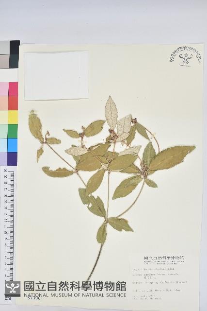 裡白巴豆藏品圖，第1張