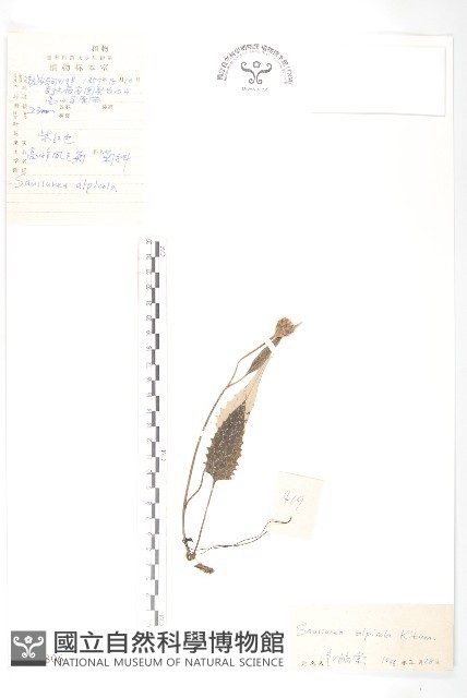 高嶺鳳毛菊藏品圖，第1張