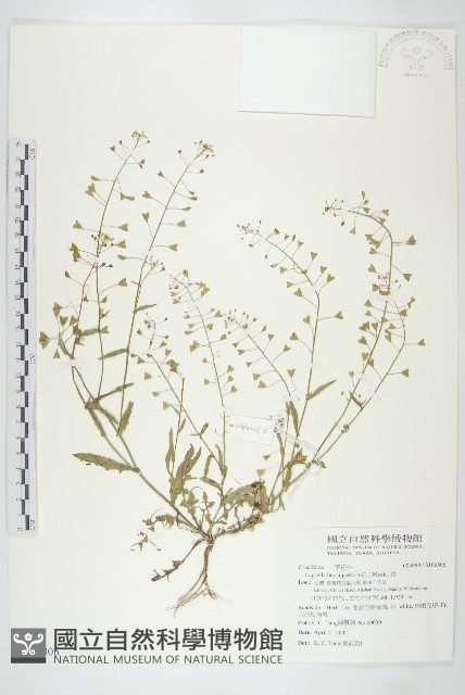 薺藏品圖，第1張