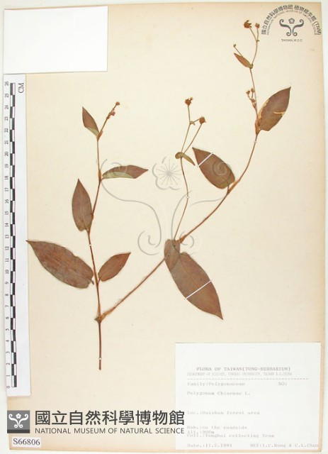 火炭母草、清飯藤藏品圖，第1張