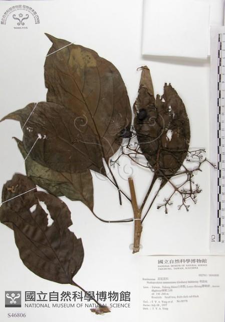 Foetid Nothapodytes Collection Image