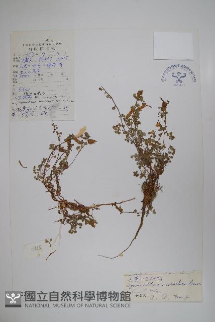 小菱葉藍鐘花藏品圖，第1張