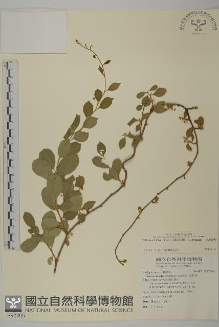 南華南蛇藤，青江藤藏品圖，第1張