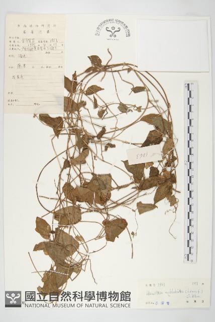 豬菜藤藏品圖，第1張