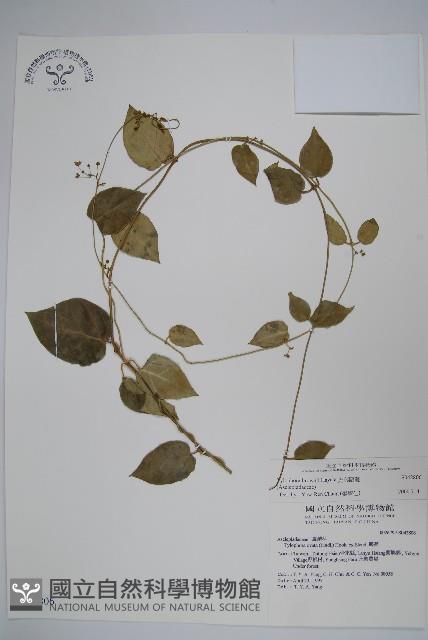 光葉鷗蔓藏品圖，第1張