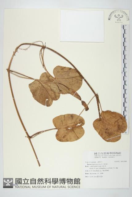 登錄號:S120806藏品圖，第1張