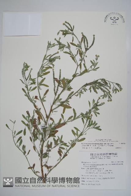 伏毛天芹菜藏品圖，第1張