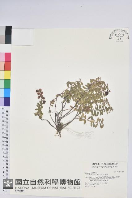 高山白珠樹藏品圖，第1張